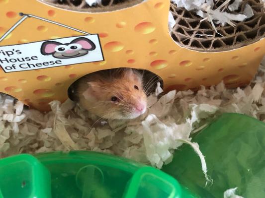 Happy mouse!