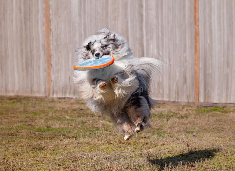 Mr. Frisbee flies again!