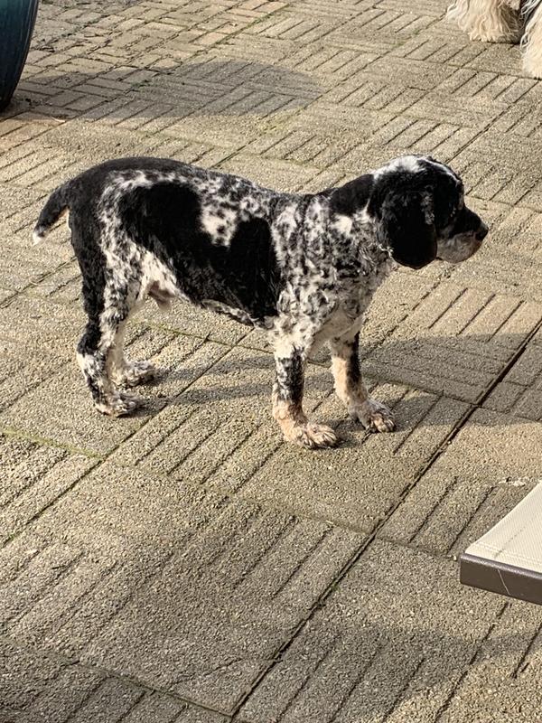 Schooner 14… no shifting lameness