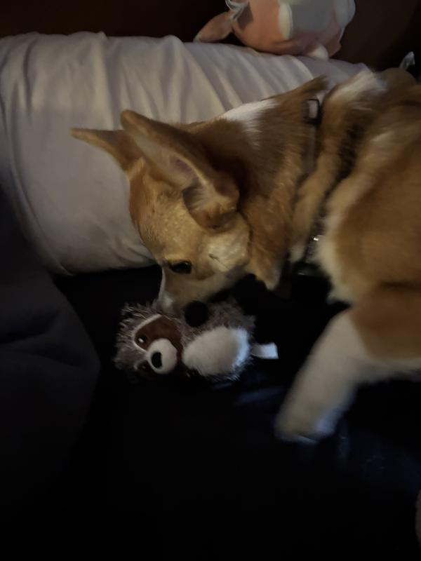 Pumpkin inspecting the sweet potato raccoon