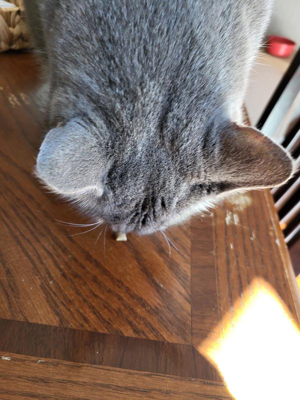 Socks..was calmer with visitors.