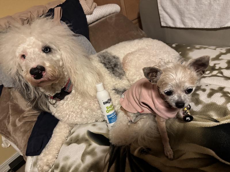 Two of my pups, Finn and Izzy, Dozer wouldn't cooperate:)