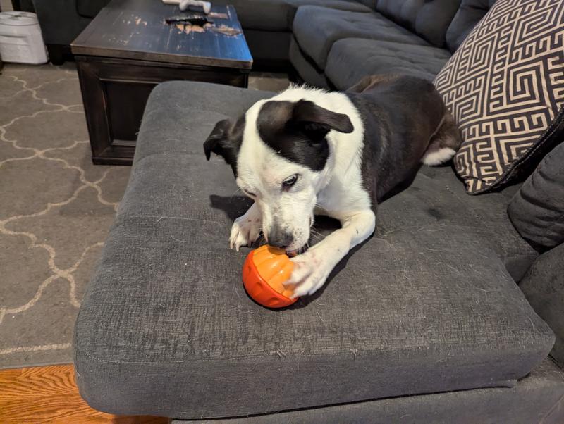 Theo enjoying a frozen treat.