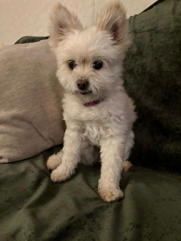 Princess Chloe give her "paw" of approval