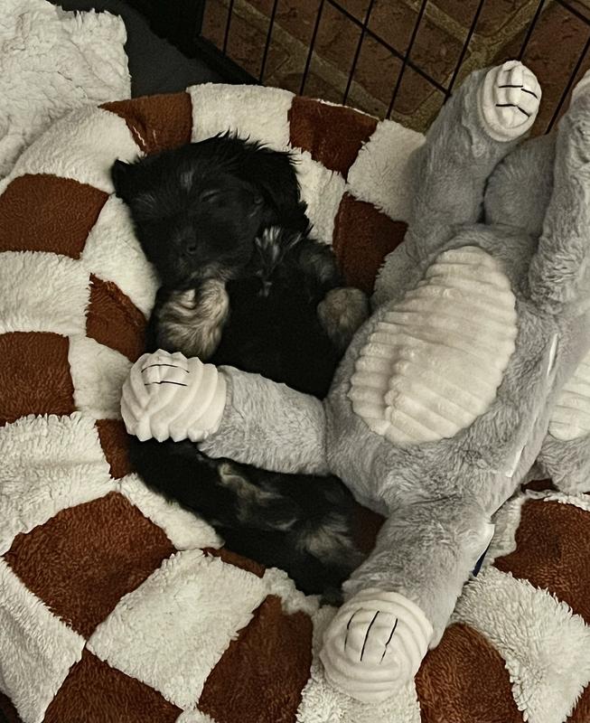 ALL FOR PAWS PUPS Heart Beat Kussen Hond Pluche Toy, Groen