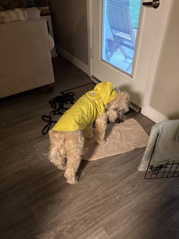 Ready to go outside in the rain