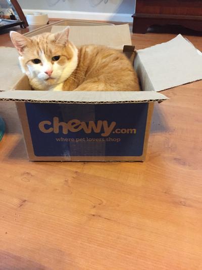 Chewy royal outlet canin ultamino