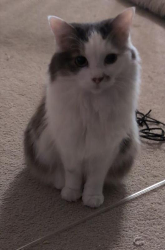 Spicey'D waiting for her bowl of Feline Caviar.