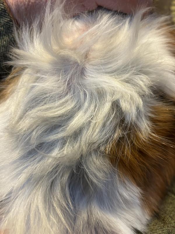 Blueing is difficult to see in the picture but it’s there.