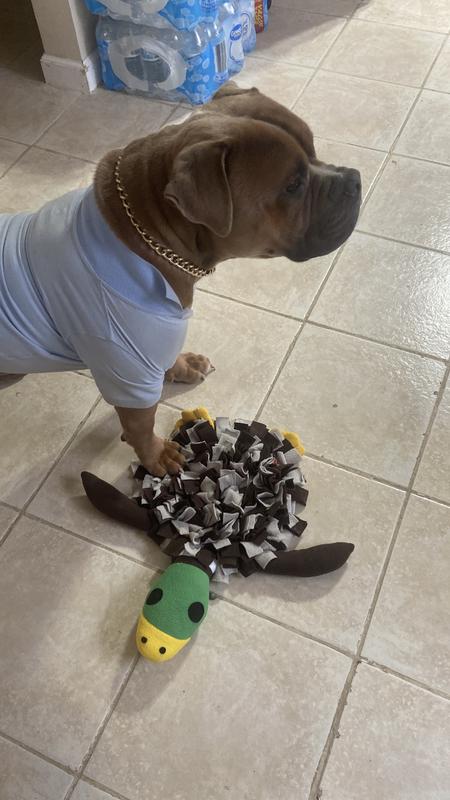 When you’ve got style and a new favorite toy 😎🐾 Nothing better than seeing my pup so happy — he won’t let go of it! 🐶💙