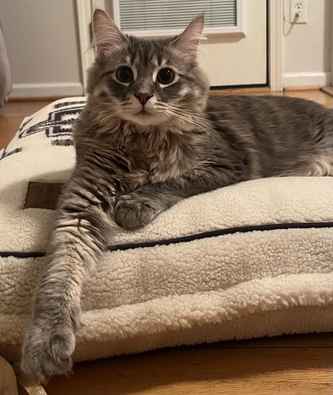 My cat, Louis, took right to it!