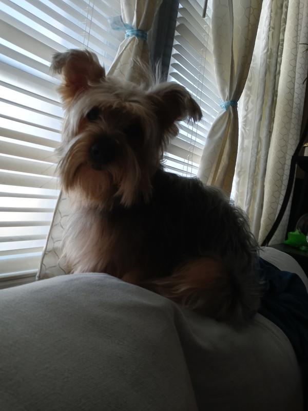 The collar for flea and tick