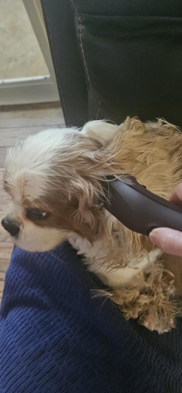 Ollie sitting for his ear trimming.