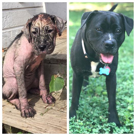 Rose before and after