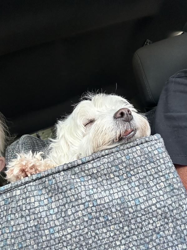Ivy napping in her console Snoozer after a day on the boat.