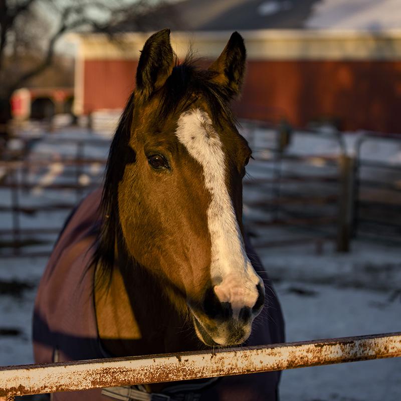 26 year old Quarter Horse mare. No more stiffness and pain. Improved quality of life.