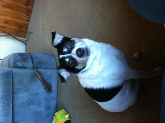 Teddy, a shelter rescue, came to me fat at 35.8 pounds! He lost 10 ponds on CANIDAE PAWS.