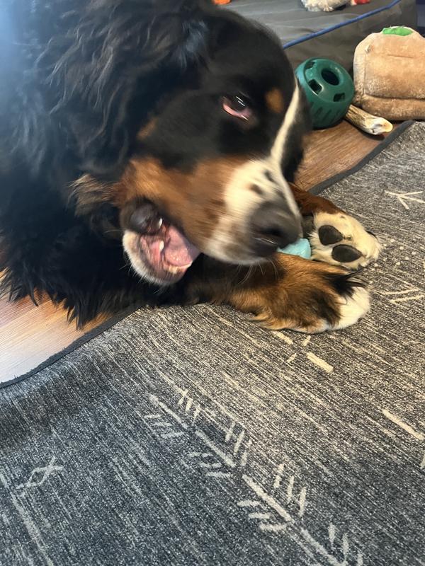 Really gnawing on it