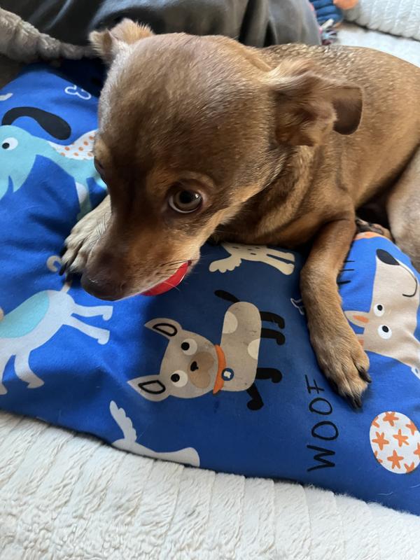 KONG Signature Balls Dog Toy, 2pack, Red, Large