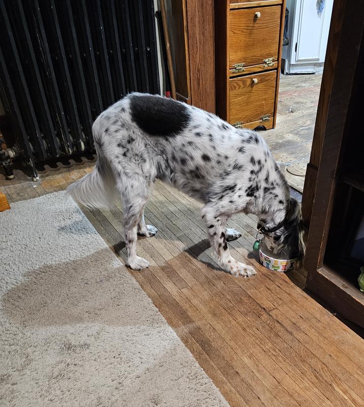 Our picky eater loves it