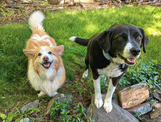 We love Chewy!