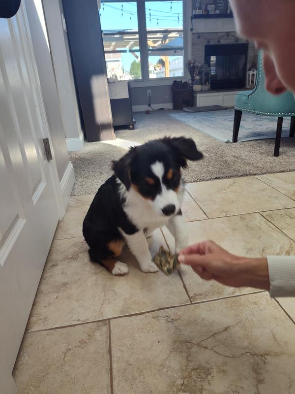 Puppies love them too!