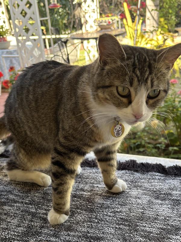 Bunny, sweet rescued kitty