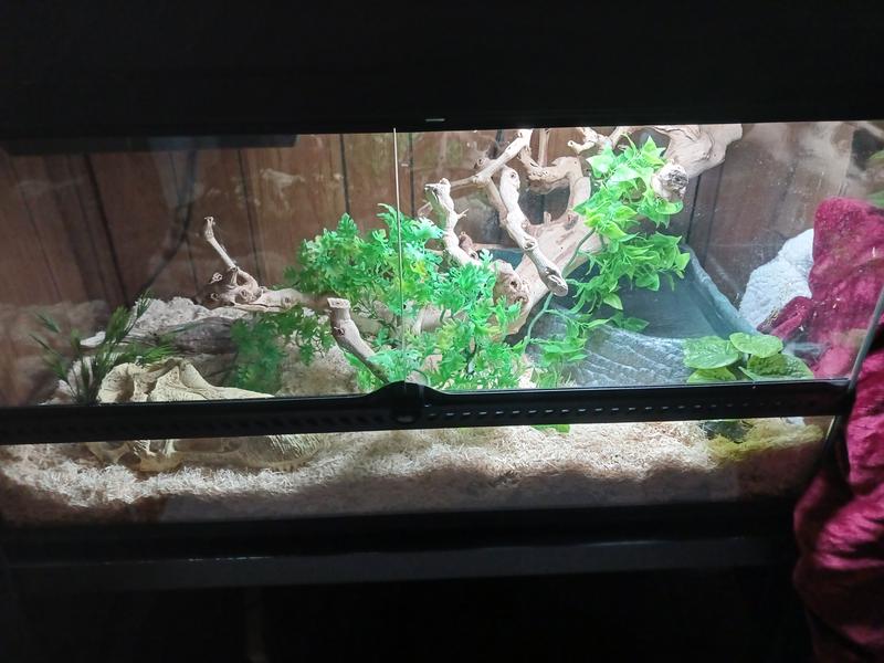 Rex's enclosure, hides currently temp. out of it though. Always use hides!