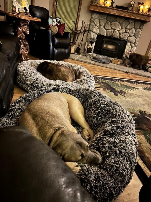 Cane Corso and Boxer