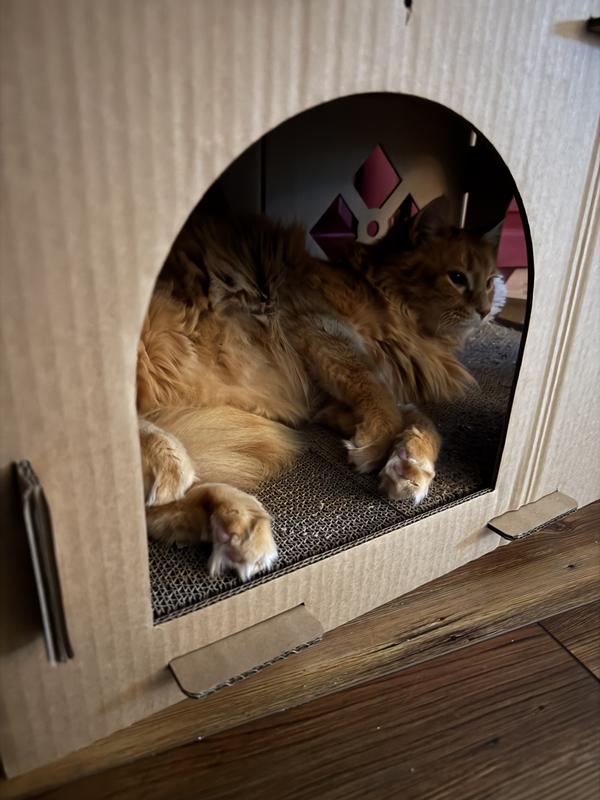 Schmidt the cat sleeping in a cardboard house