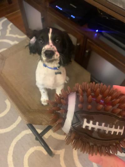 Washington Redskins sports pet supplies for dogs