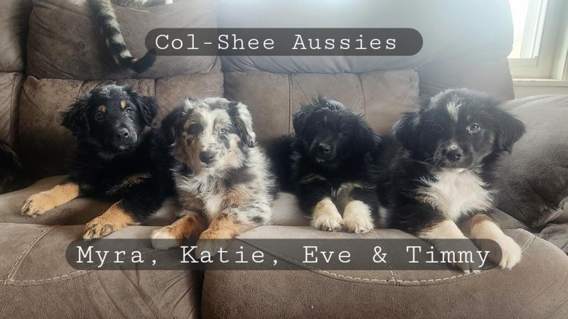 Our Aussie babies