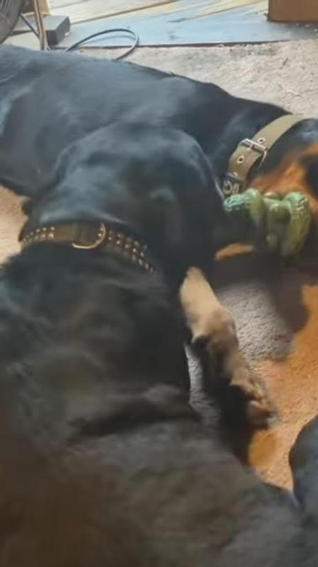 Wrestling for the treats