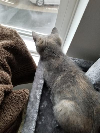 My kitten using the tree to get a good look out the window!