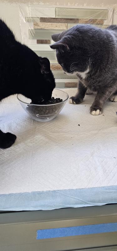 Brother pushed his way in!