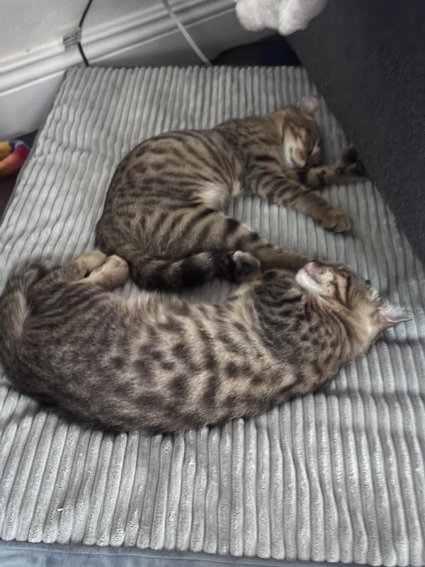 All tuckered out after luxurious bath