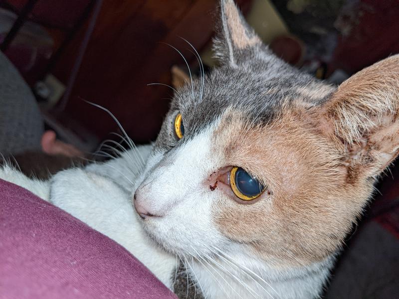Muffin loves Purina One
