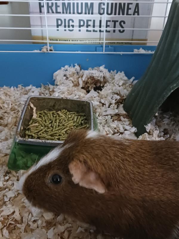 red enjoying his new pellets