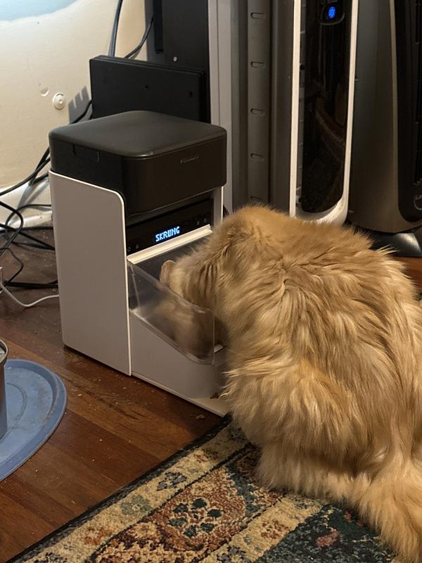 Old man loves his feeder!