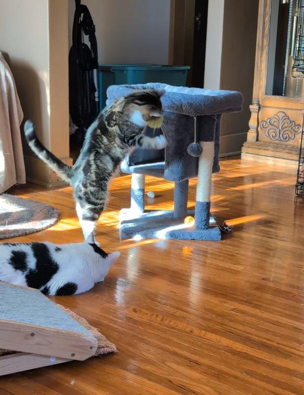 ... and also a fun toy. Sir Wilkerson (white & black) is the big boy who also uses it as a bed.