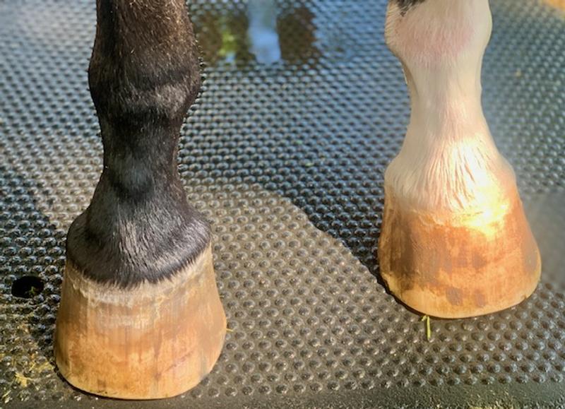 Front feet, 7 weeks since last trim