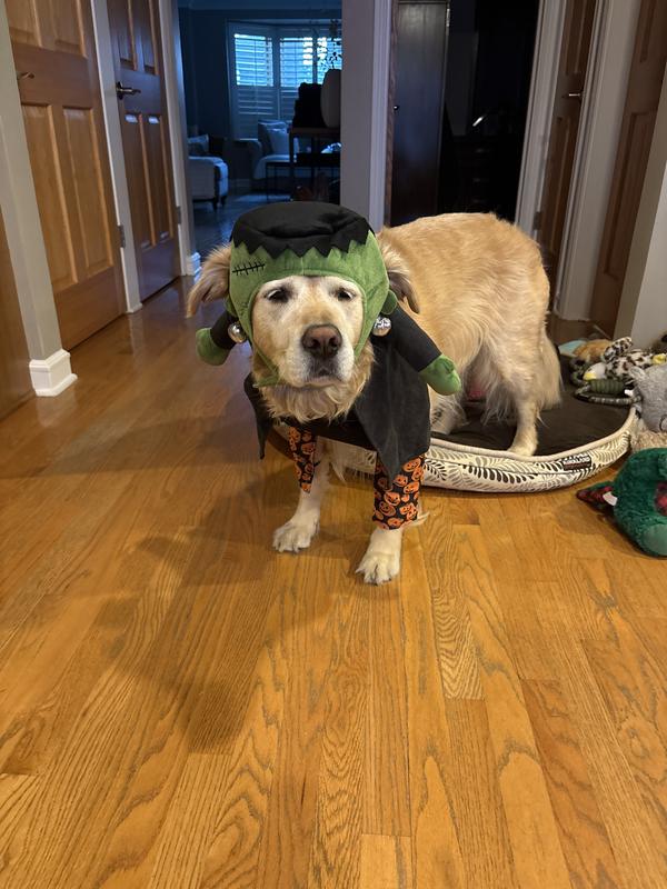 Too tight for larger dogs