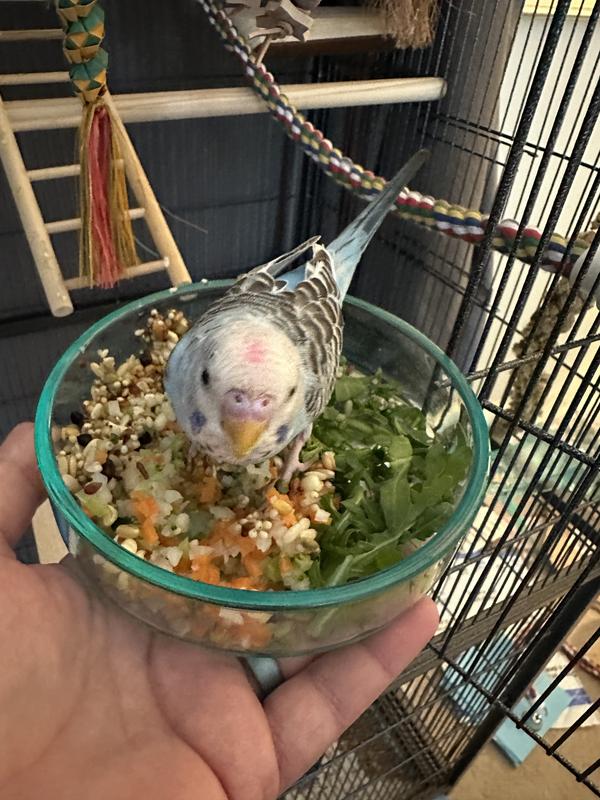 My budgie loves these for his fresh foods