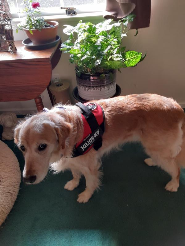 Julius k9 shop harness golden retriever