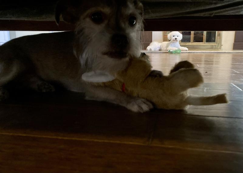 I stole this toy from my white, fluffy brother.