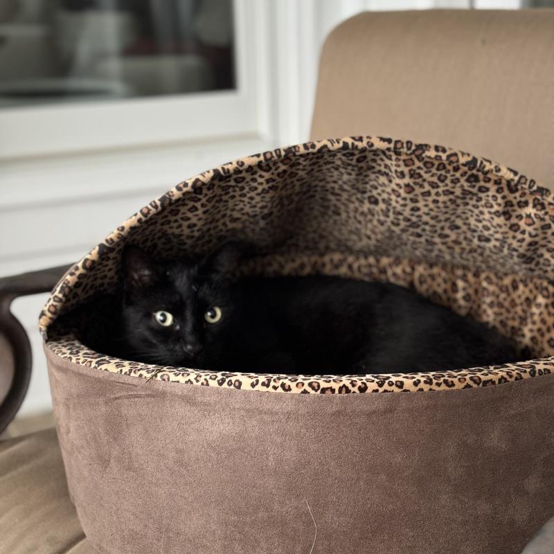 Chewy heated hotsell cat beds