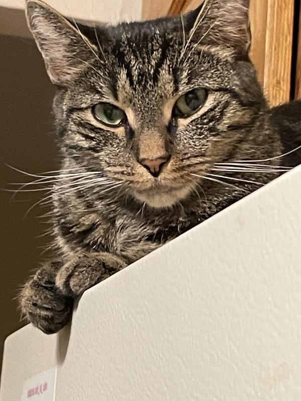 Lexie 2 yrs old