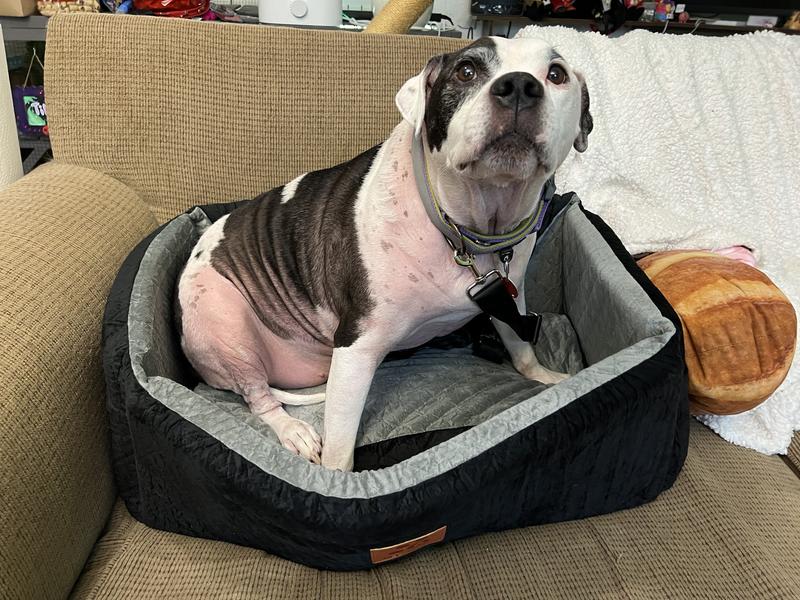 A medium sized dog of about 50lbs sits in the seat.