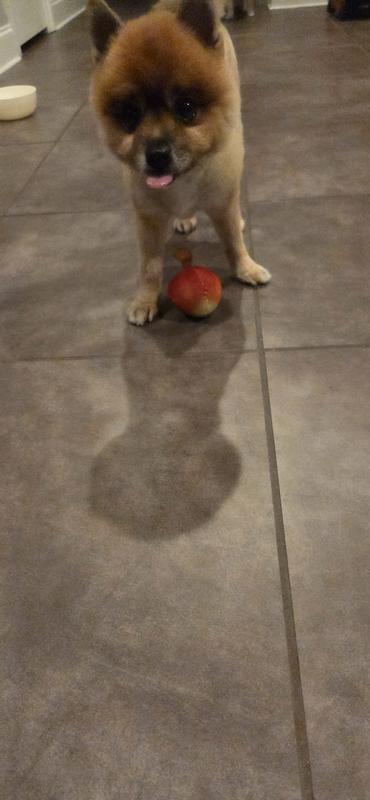 Mission accomplished! Now it's time to play fetch!