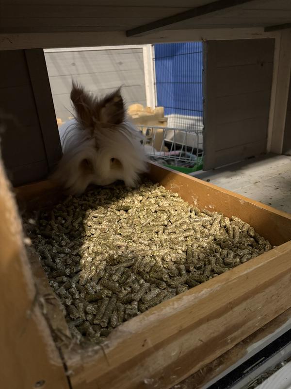 Xena ran up as soon as I placed the box!